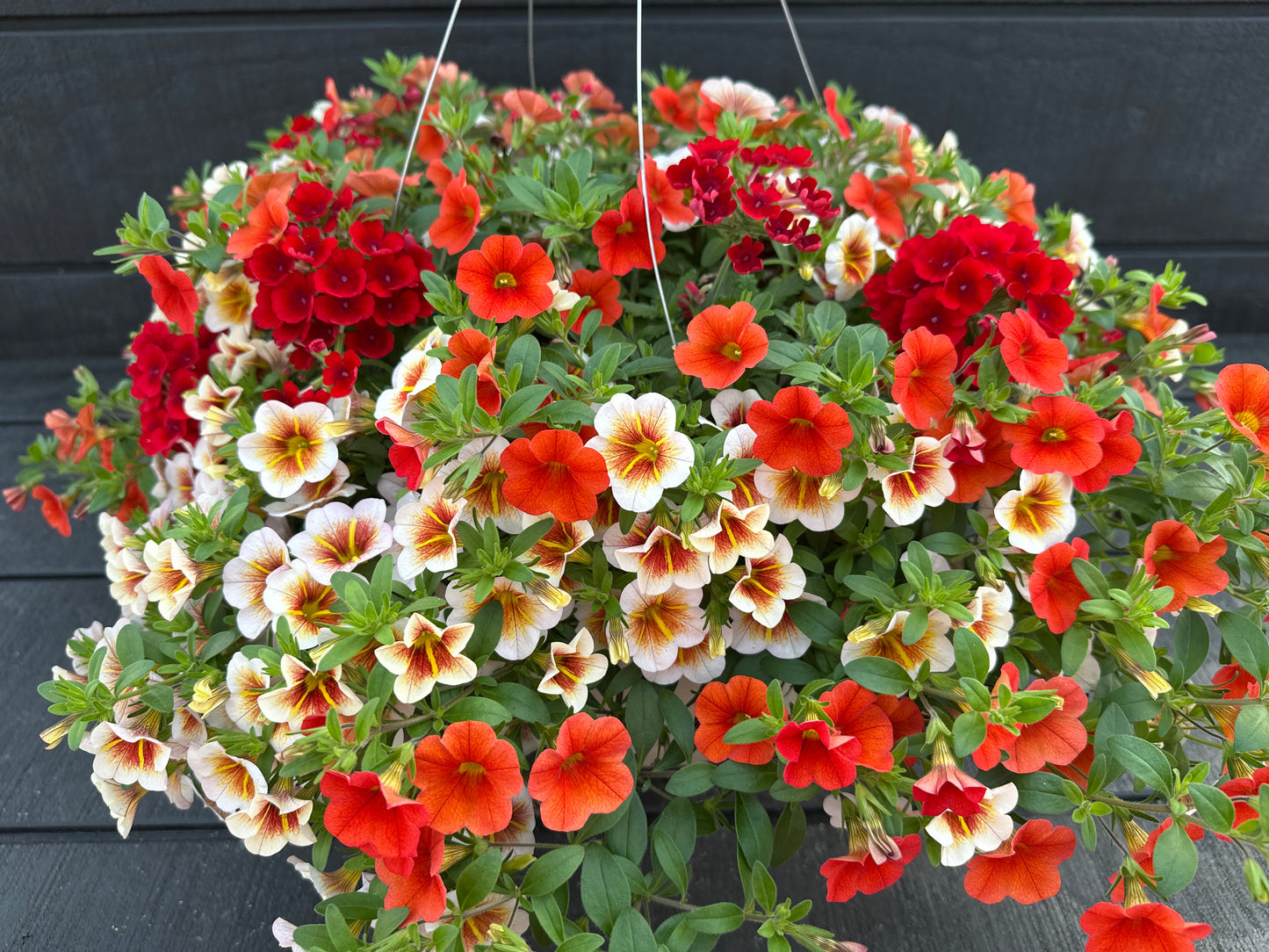 BASKET #45 - 12" HANGING BASKET