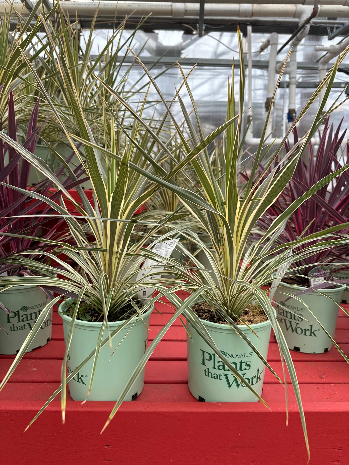 CORDYLINE 'TORBAY DAZZLER'