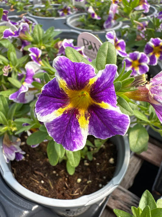 CALIBRACHOA SUPERBELLS HOLY SMOKES - QUART POT