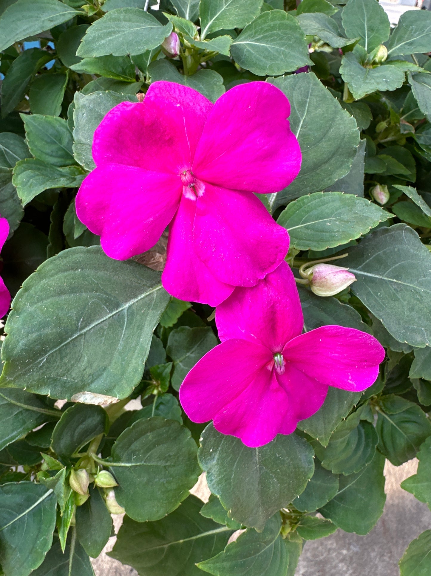 IMPATIENS BEACON VIOLET - 8" HANGING BASKET