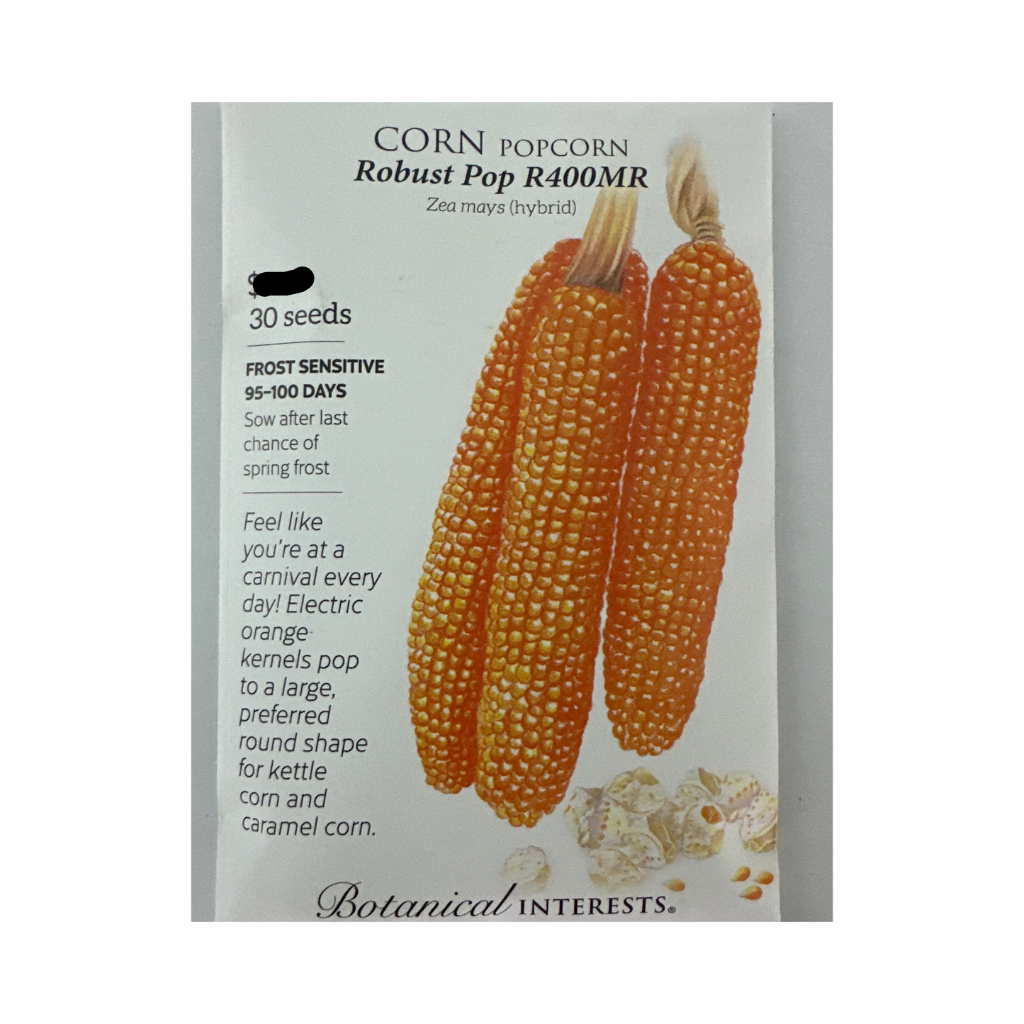 Corn Popcorn Robust Pop hybrid