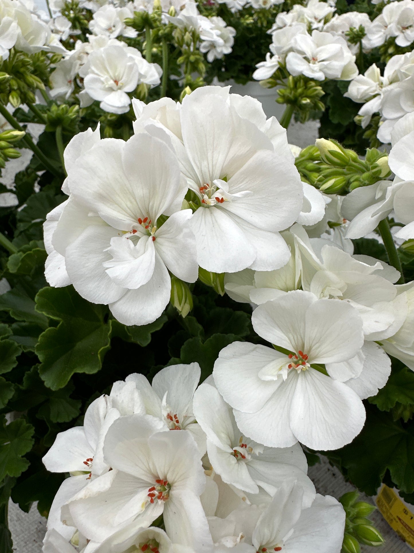 GERANIUM DYNAMO WHITE - 6" POT