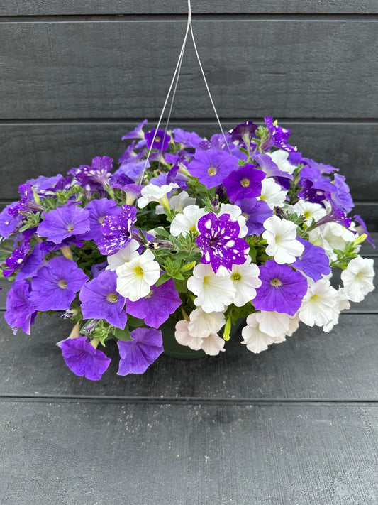 COMBO SKY'S THE LIMIT - 10" HANGING BASKET