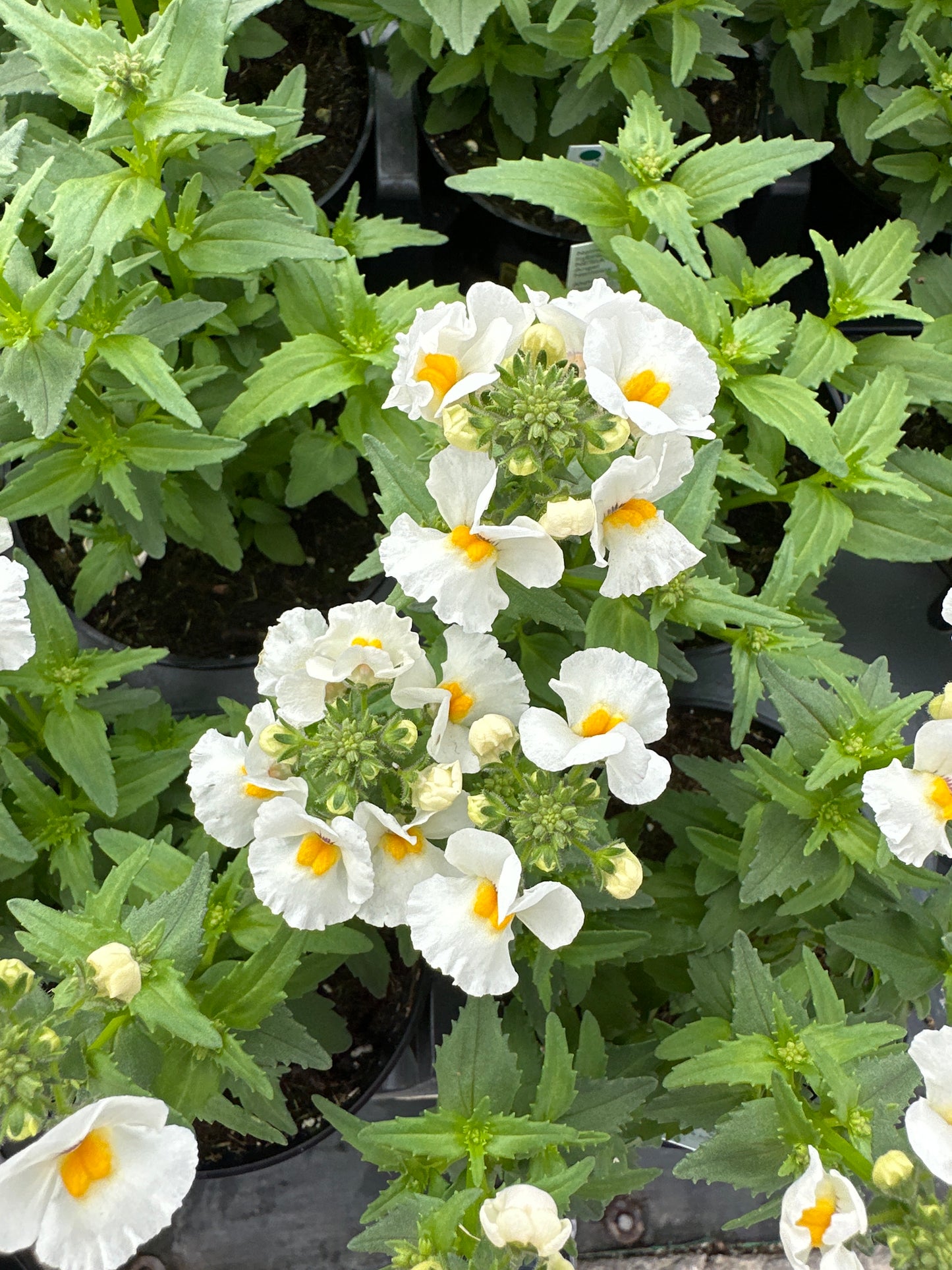 NEMESIA NESIA SNOW ANGEL - 4" POT