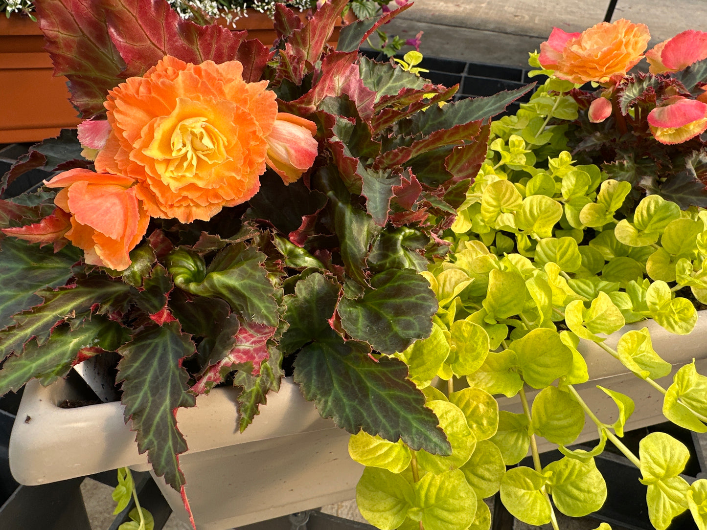 COMBO #27 - 24" WINDOW BOX