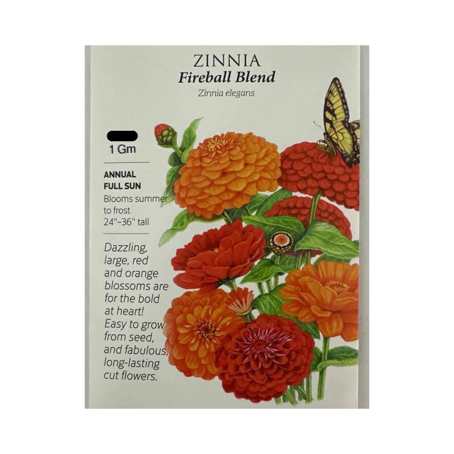 Zinnia Fireball Blend