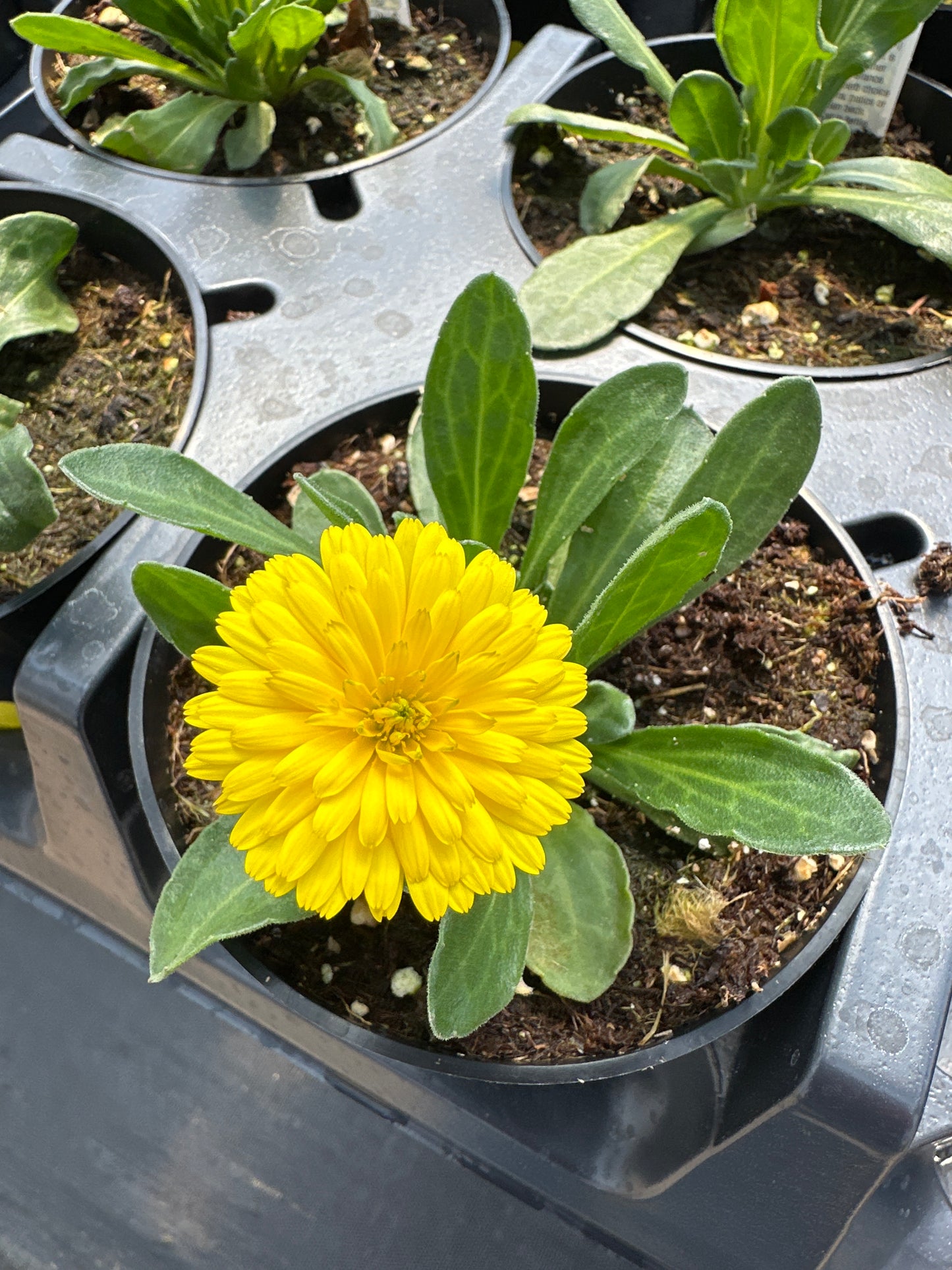 CALENDULA POWER DAISY SUNNY - 4'' POT