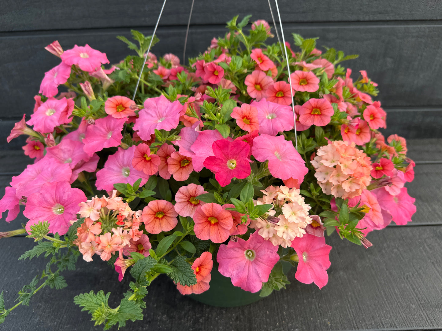 COMBO ACAPULCO SUN - 12" HANGING BASKET