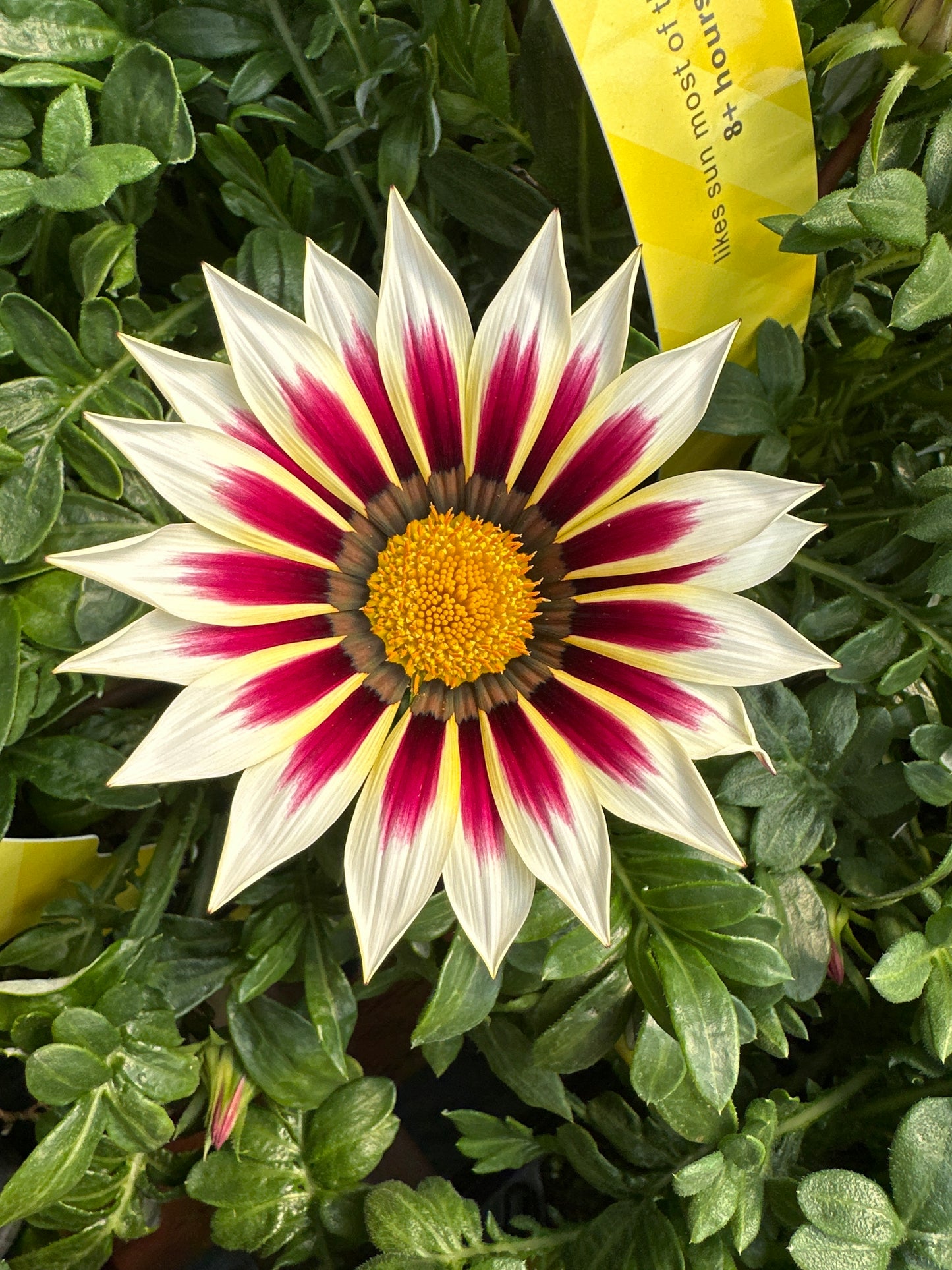 GAZANIA NEW DAY ROSE STRIPE - JUMBO 6 PACK