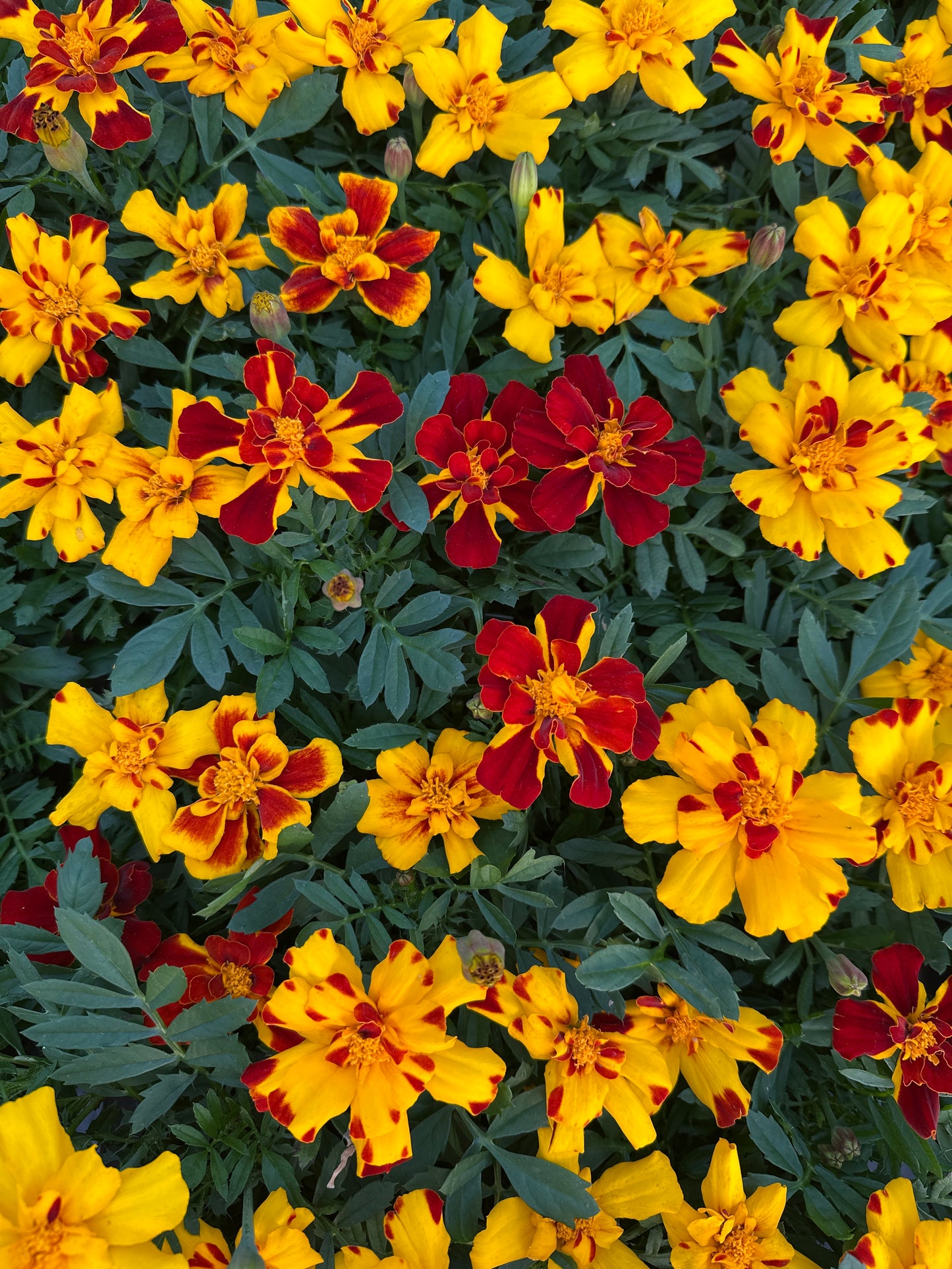 MARIGOLD DURANGO BOLERO - FLAT OF 48 PLANTS