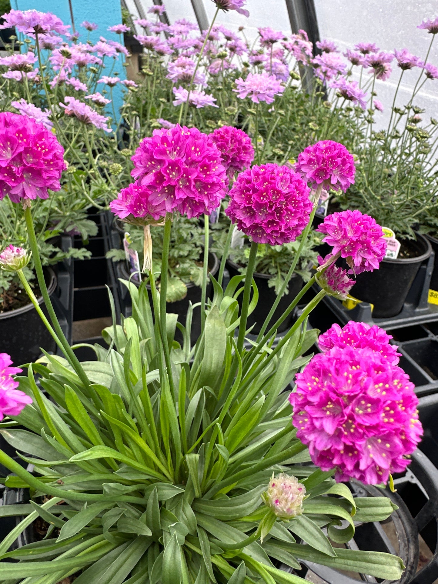 Armeria Dreameria™ 'Vivid Dream'