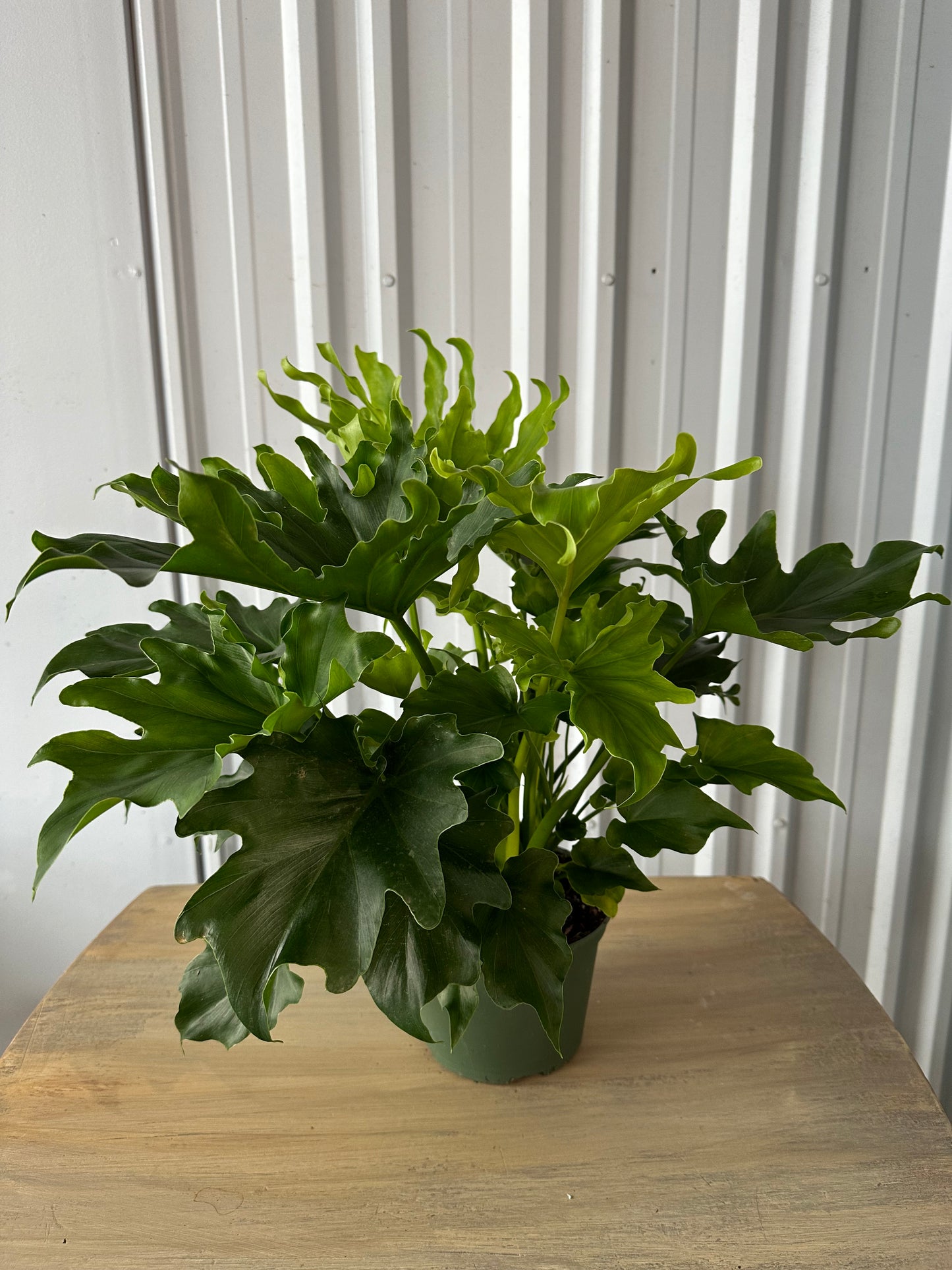 6'' Philodendron Lickety Split