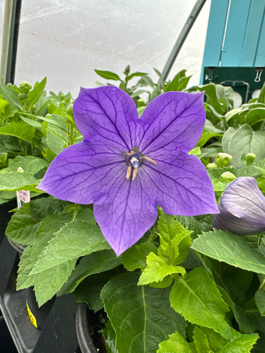 PLATYCODON SENTIMENTAL BLUE BALLOON FLOWER - QUART POT
