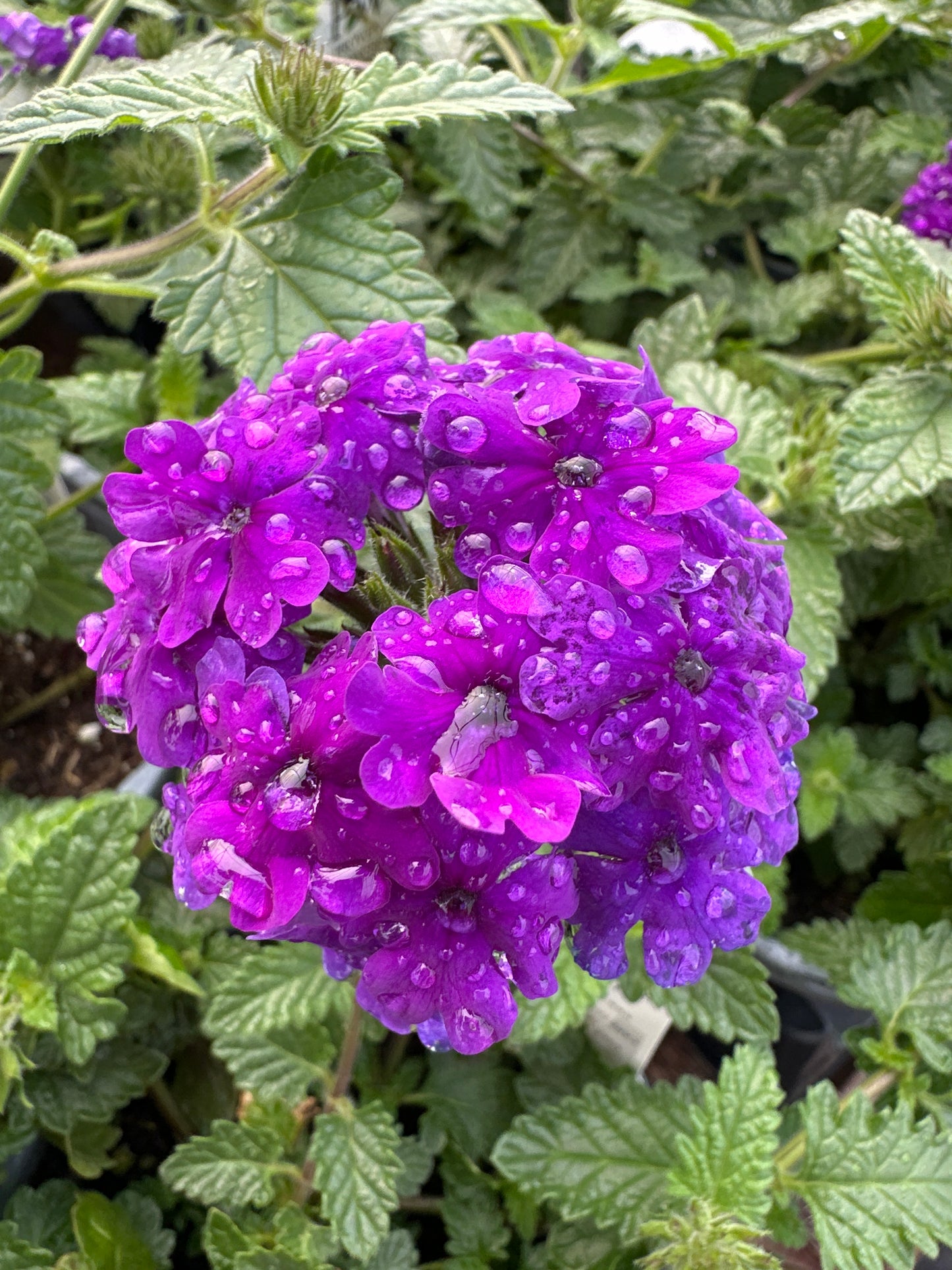 VERBENA SUPERBENA COBALT BLUE - QUART POT