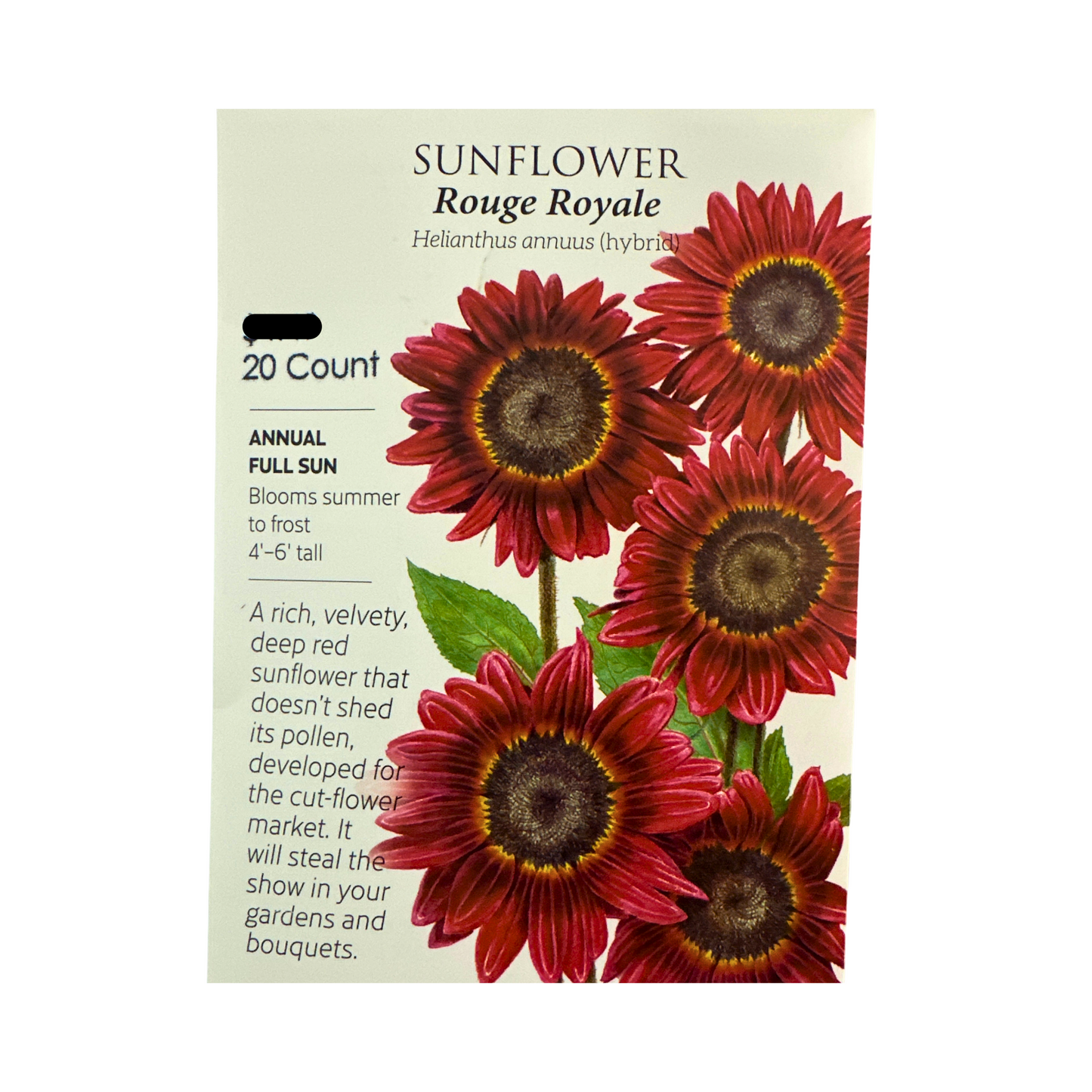 Sunflower Rouge Royale hybrid