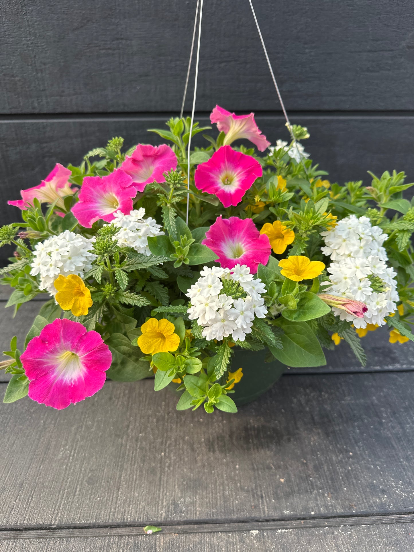 COMBO PARADISE SUNRISE - 10'' HANGING BASKET