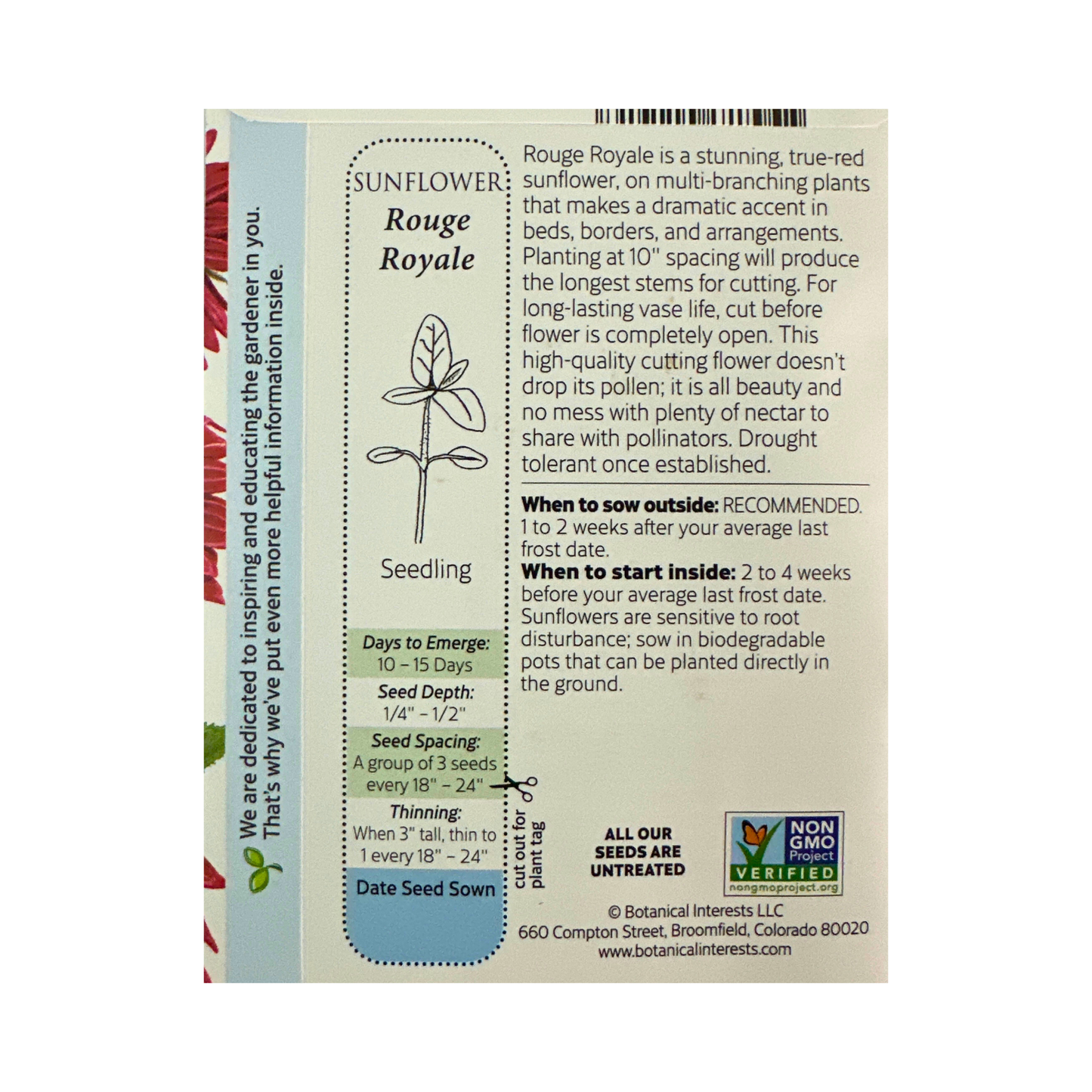 Sunflower Rouge Royale hybrid