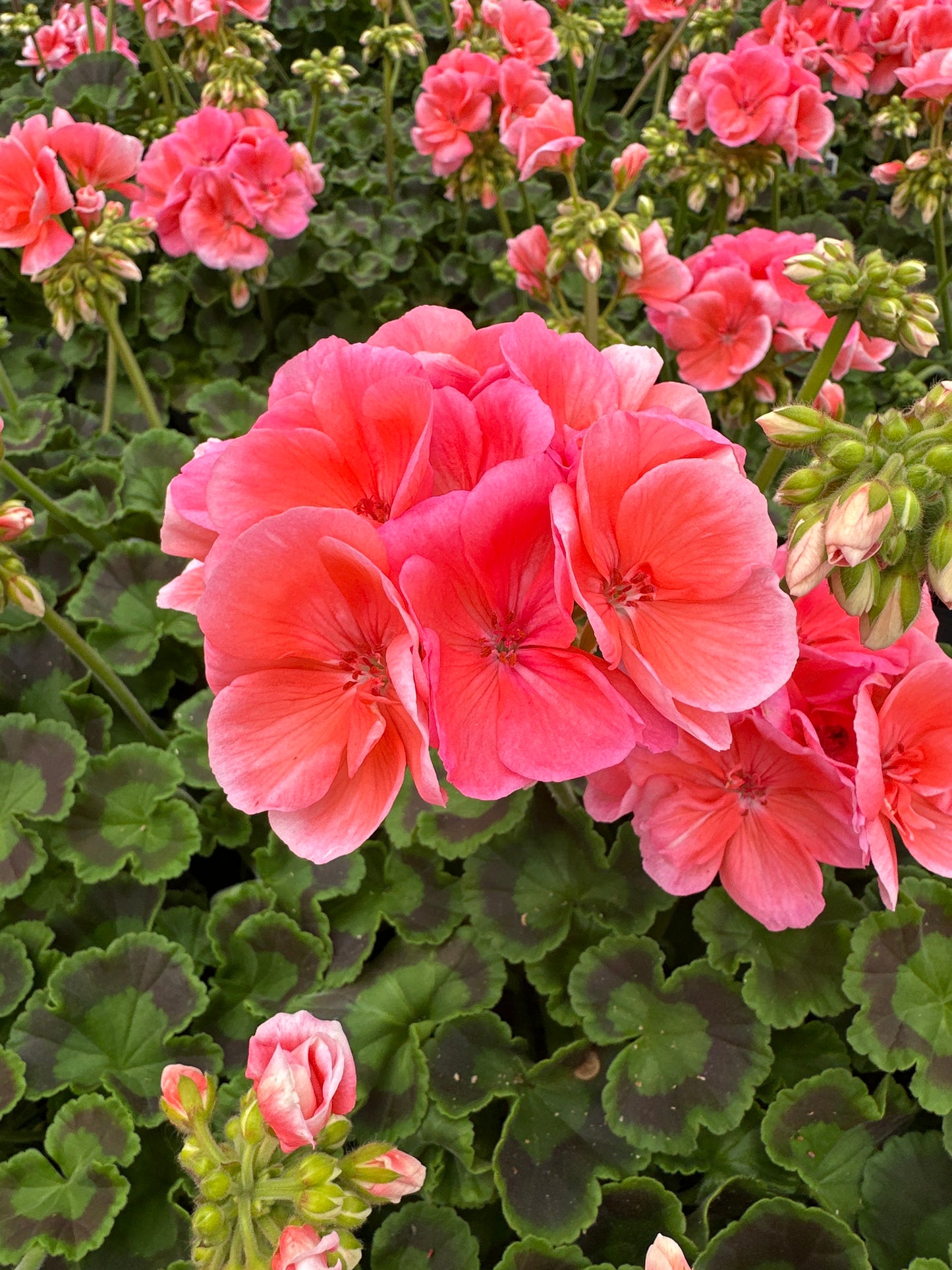 GERANIUM DYNAMO SALMON - 4" POT