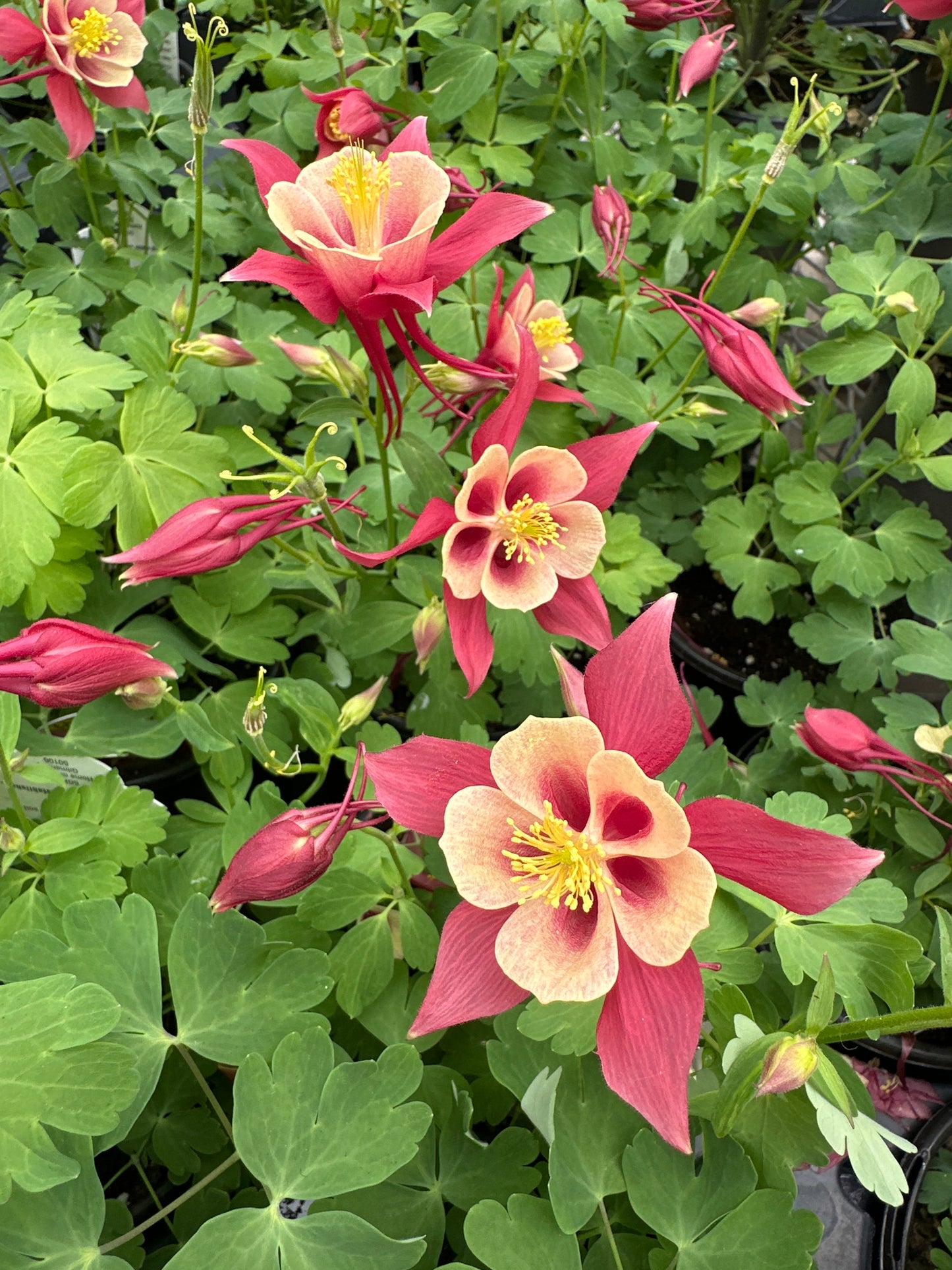 AQUILEGIA EARLY BIRD RED YELLOW - QUART POT