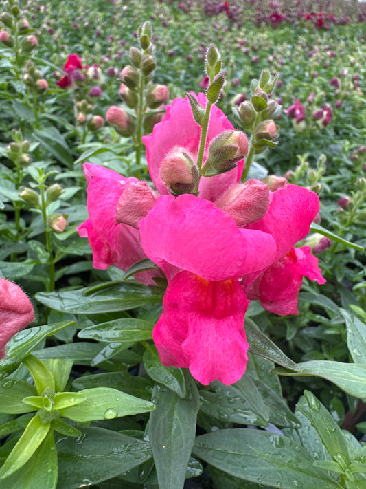 SNAPDRAGON SNAPSHOT ROSE - FLAT OF 48 PLANTS