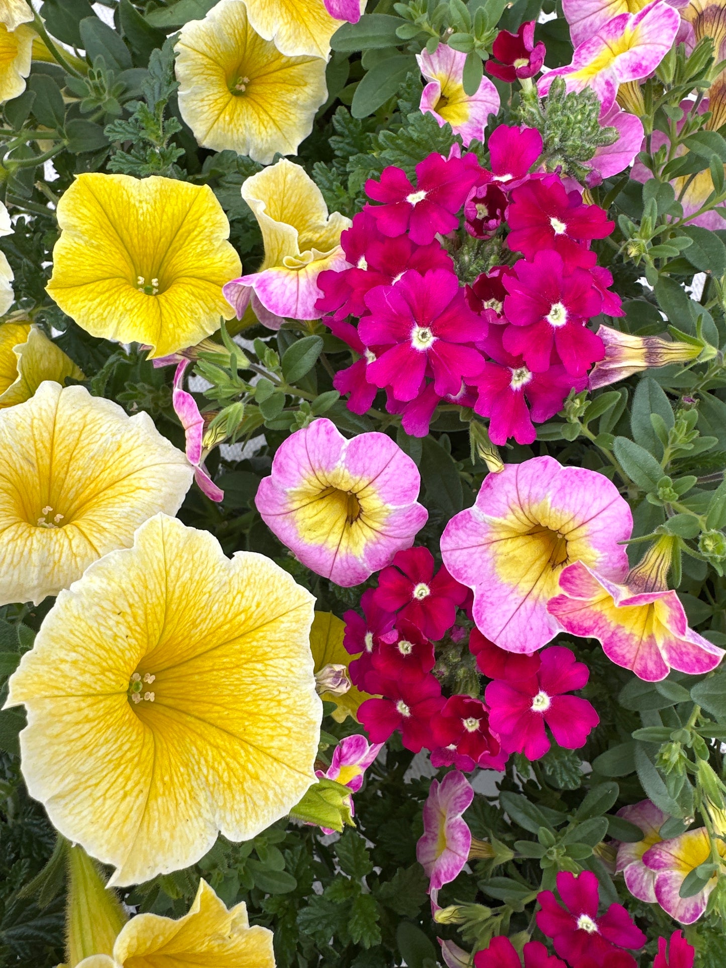 COMBO GREAT ESCAPE - 6" POT