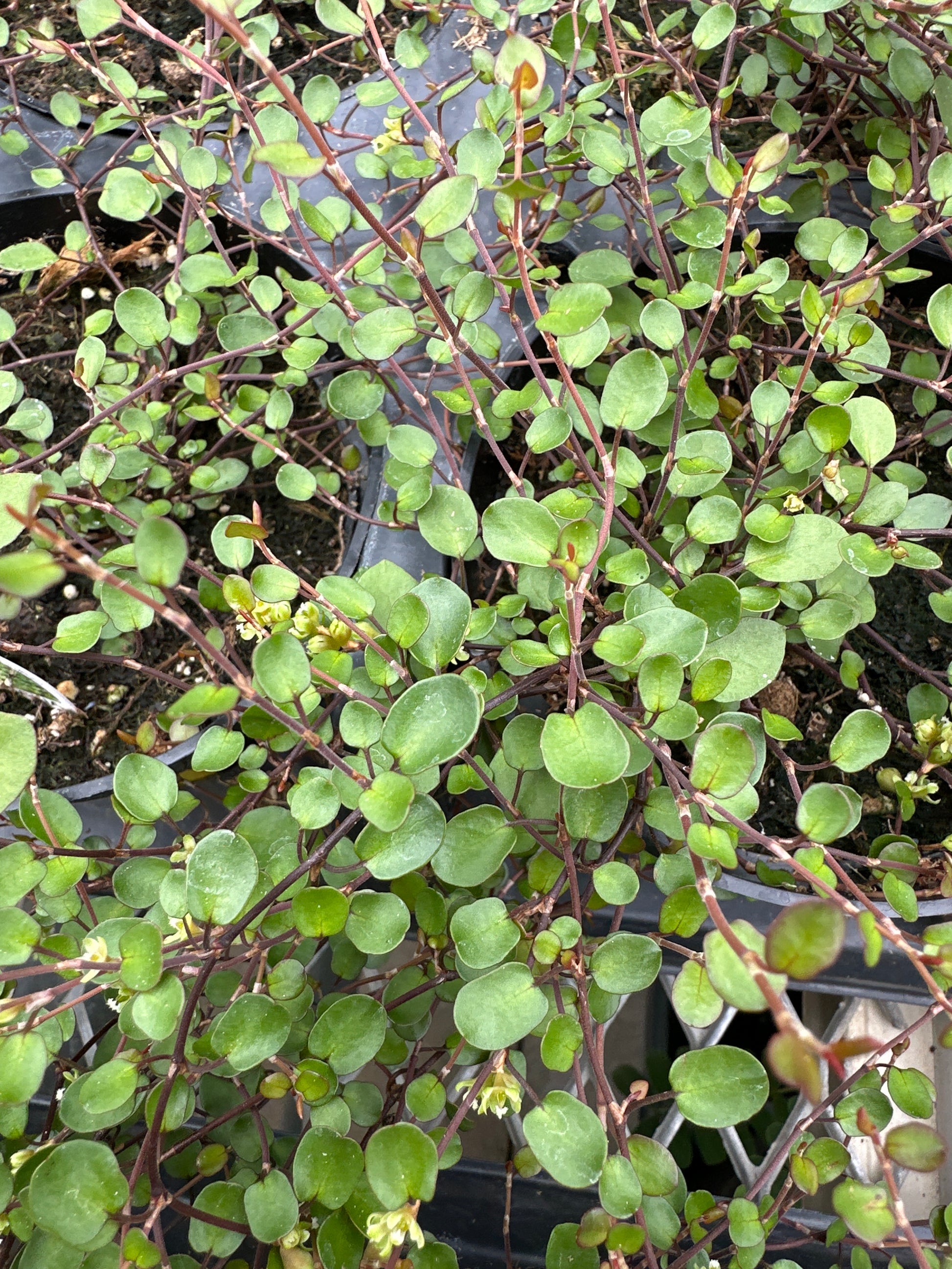 wire vine plant indoor care MEUHLENBECKIA CREEPING WIRE VINE