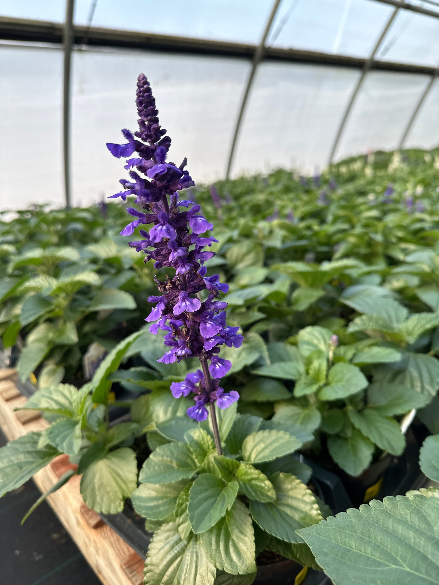 SALVIA MYSTIC SPIRE BLUE - 4'' POT