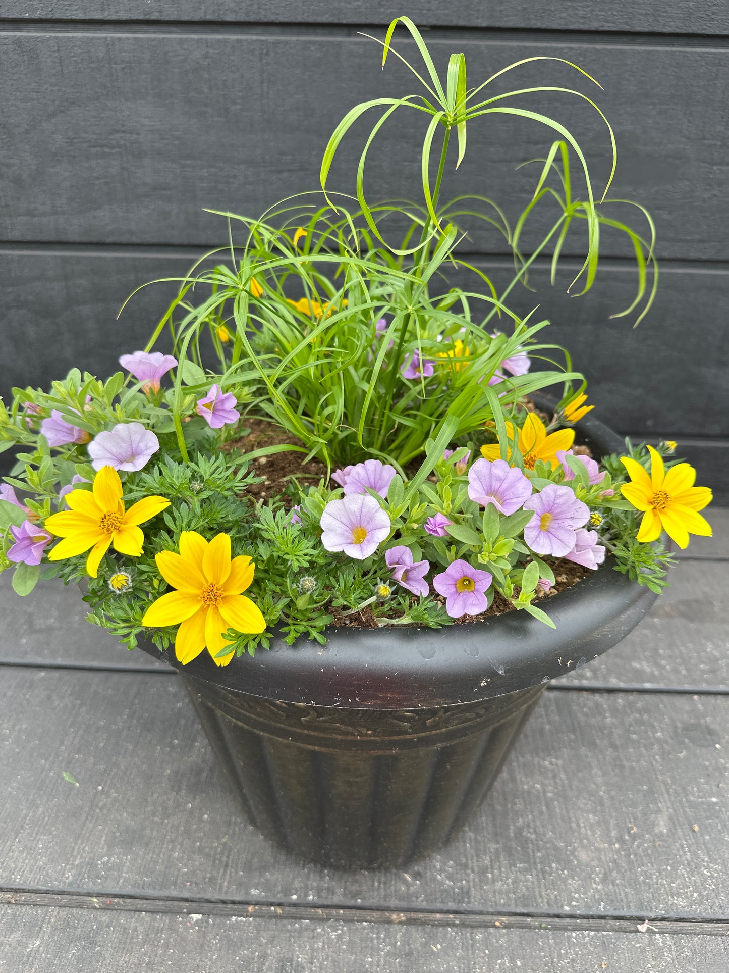 COMBO #6 - 12'' POT