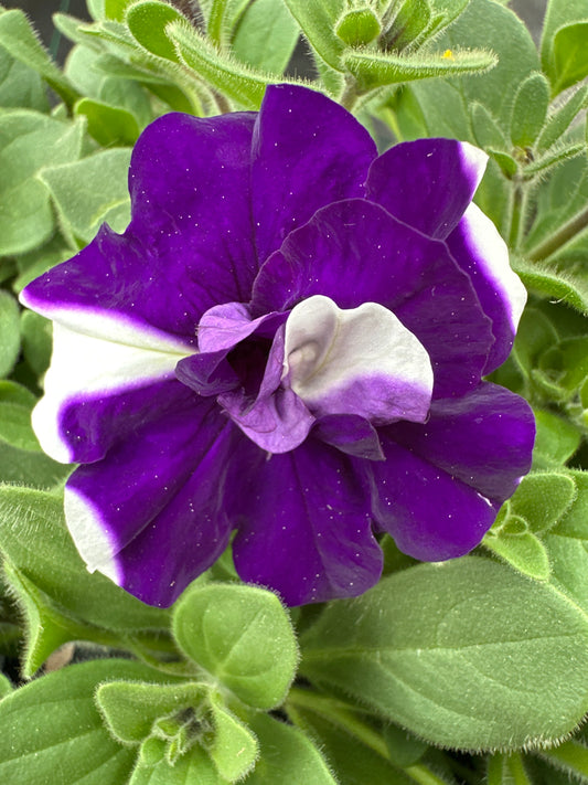 PETUNIA DOUBLE MADNESS BLUE - FLAT OF 48 PLANTS