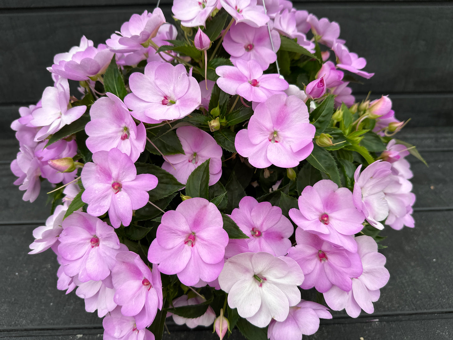 SUNPATIENS COMPACT ORCHID - 10" HANGING BASKET