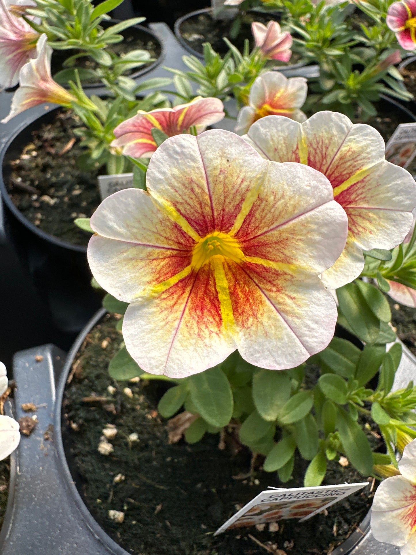CALIBRACHOA CALITASTIC CAPPUCCINO - 4'' POT