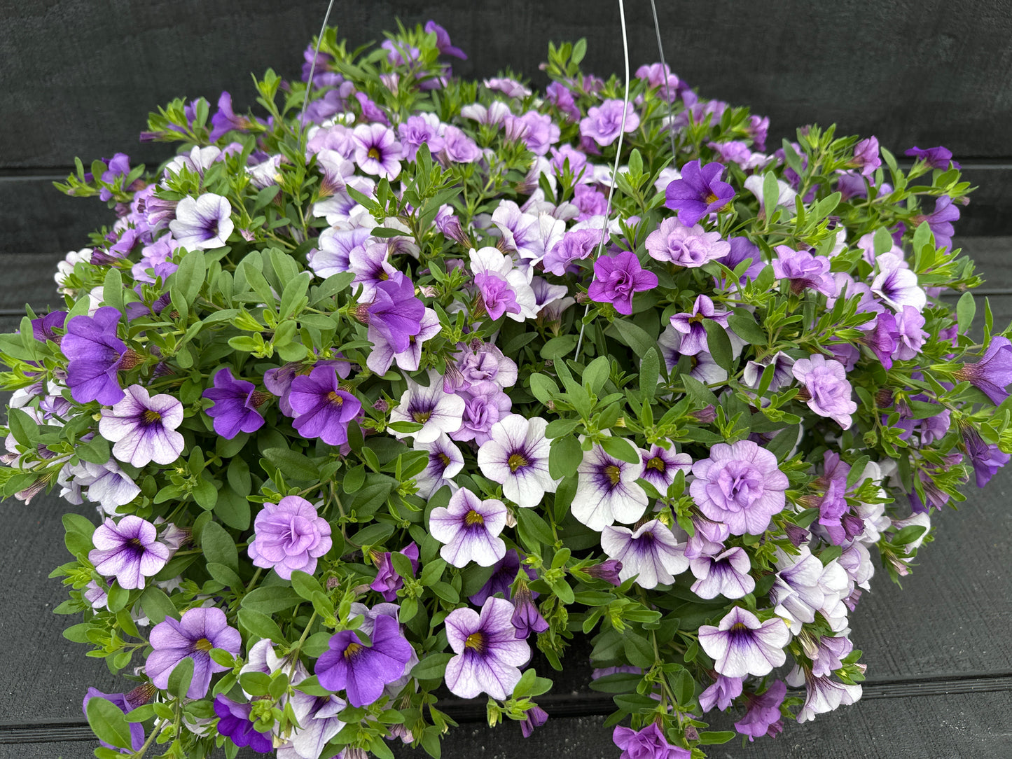 COMBO BREAK THE ICE - 10'' HANGING BASKET