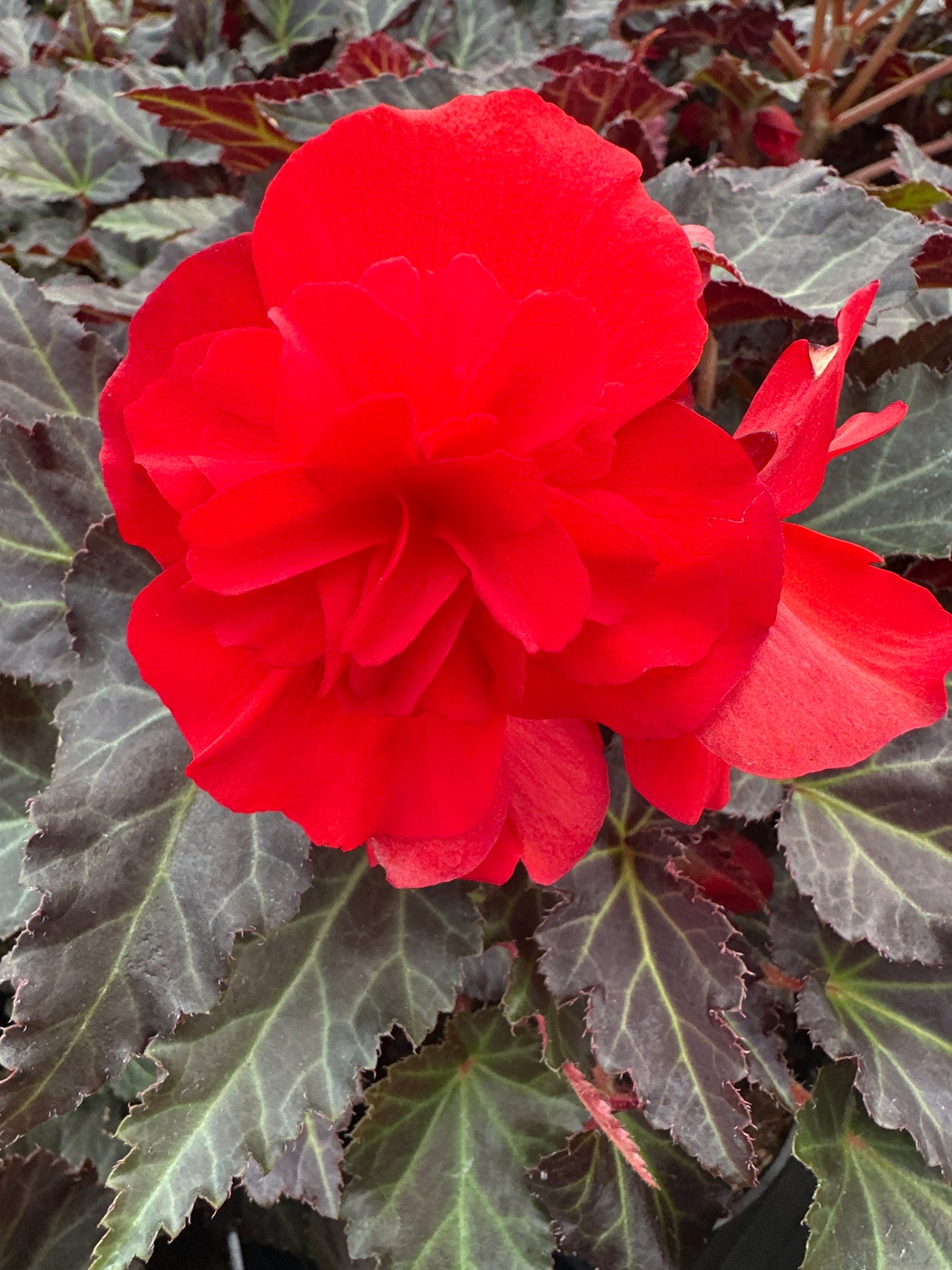 Begonia Iconia Red
