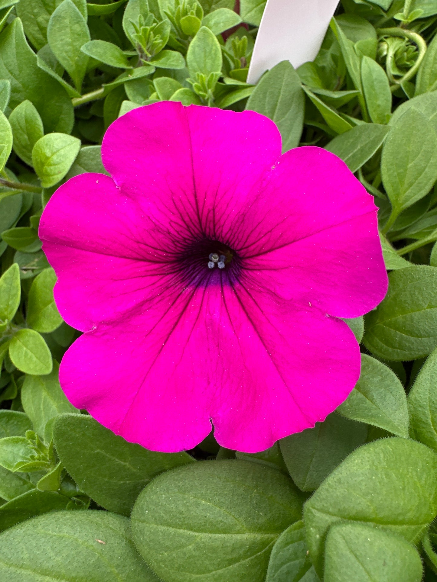 PETUNIA WAVE PURPLE IMPROVED - JUMBO 6 PACK