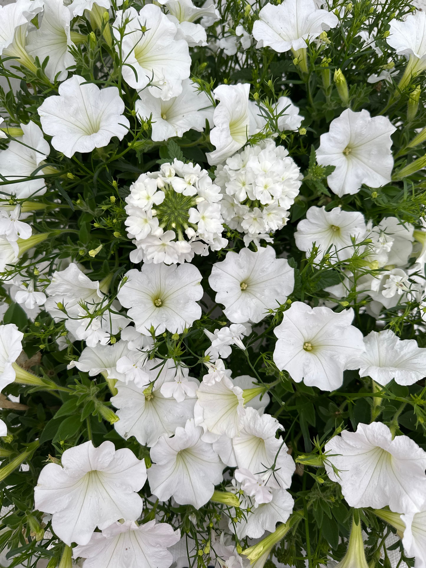 COMBO WALK ON A CLOUD - 6" POT