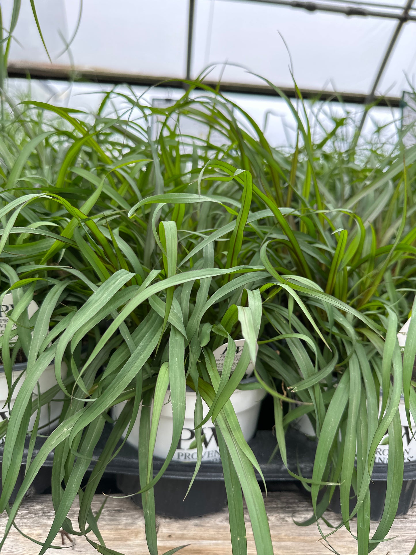 GRASS PENNISETUM VERTIGO - 6'' POT