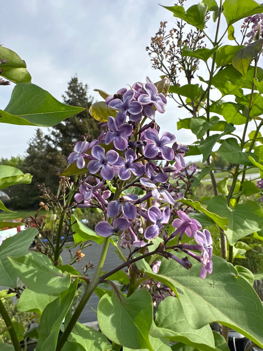 SYRINGA 'DECLARATION'