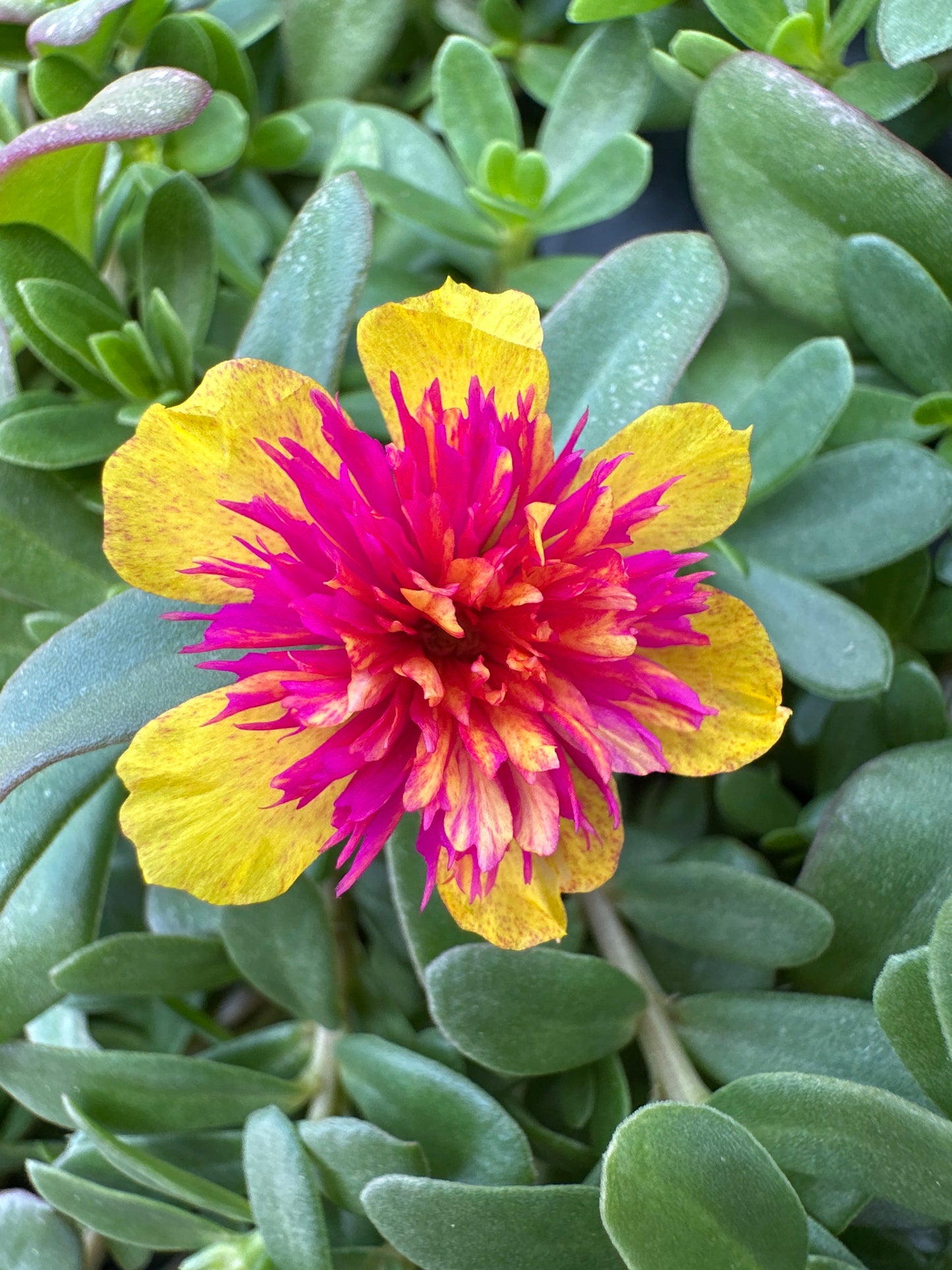 PORTULACA COLORBLAST DOUBLE GUAVA - 4" POT