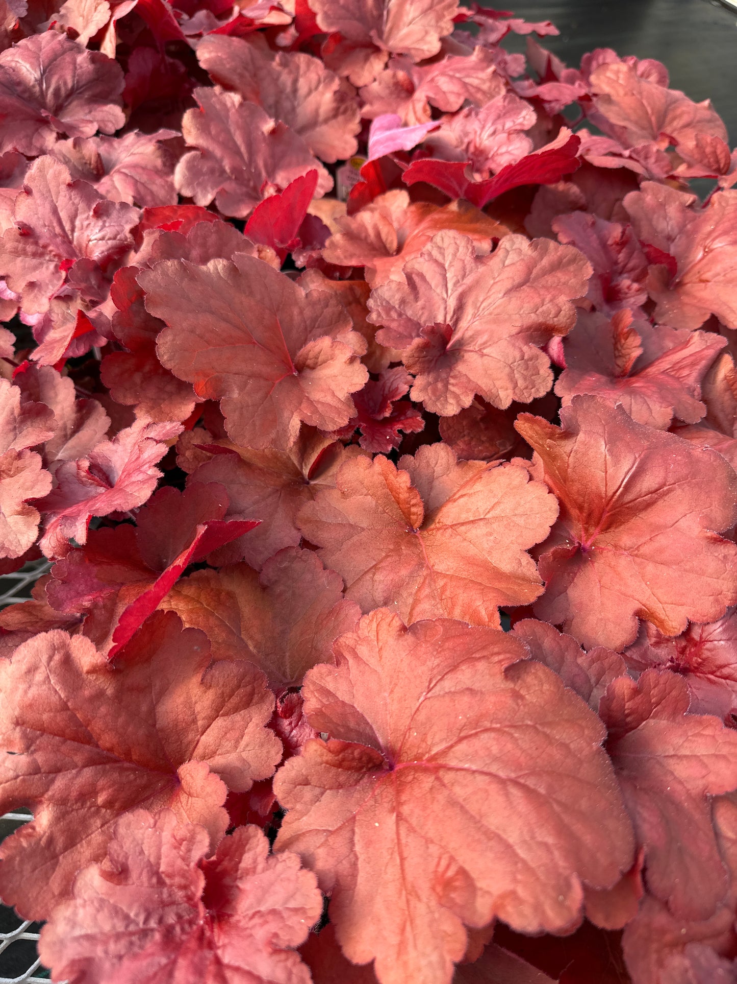 HEUCHERA FIRE ALARM - QUART POT
