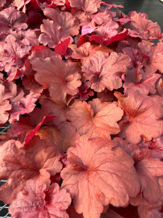 HEUCHERA FIRE ALARM - QUART POT