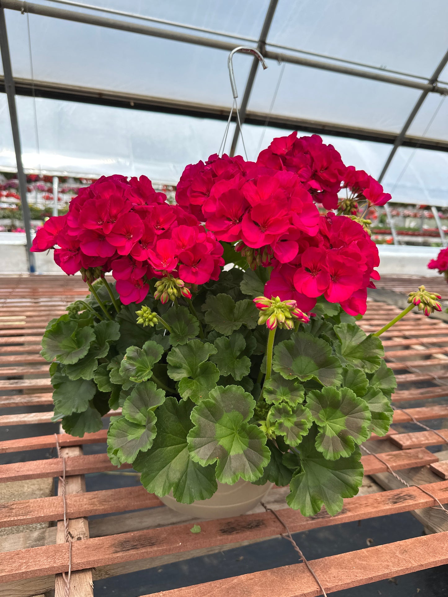 GERANIUM DYNAMO VIOLET - 10'' HANGING BASKET
