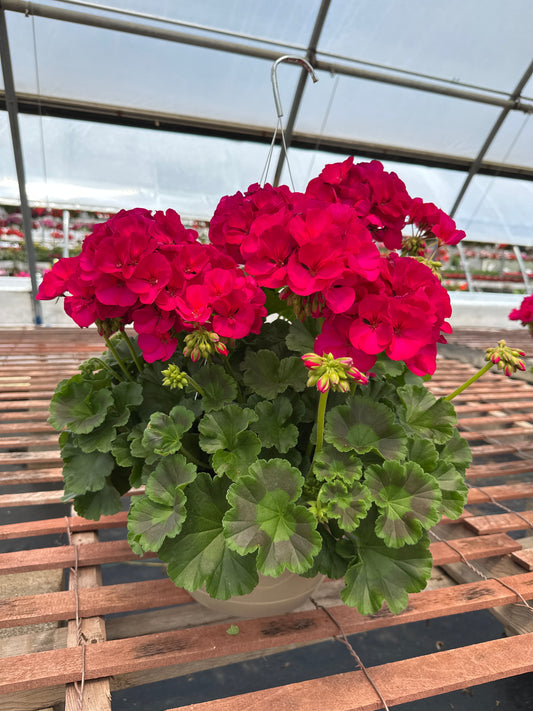 GERANIUM DYNAMO VIOLET - 10'' HANGING BASKET
