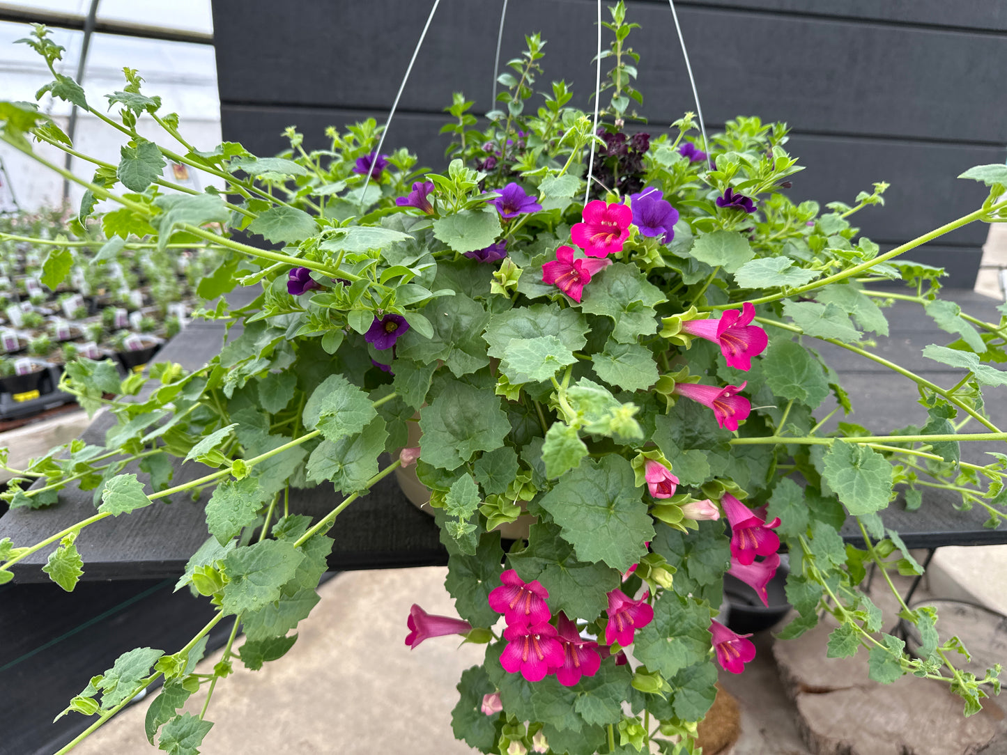 BASKET #96 - 12'' HANGING BASKET