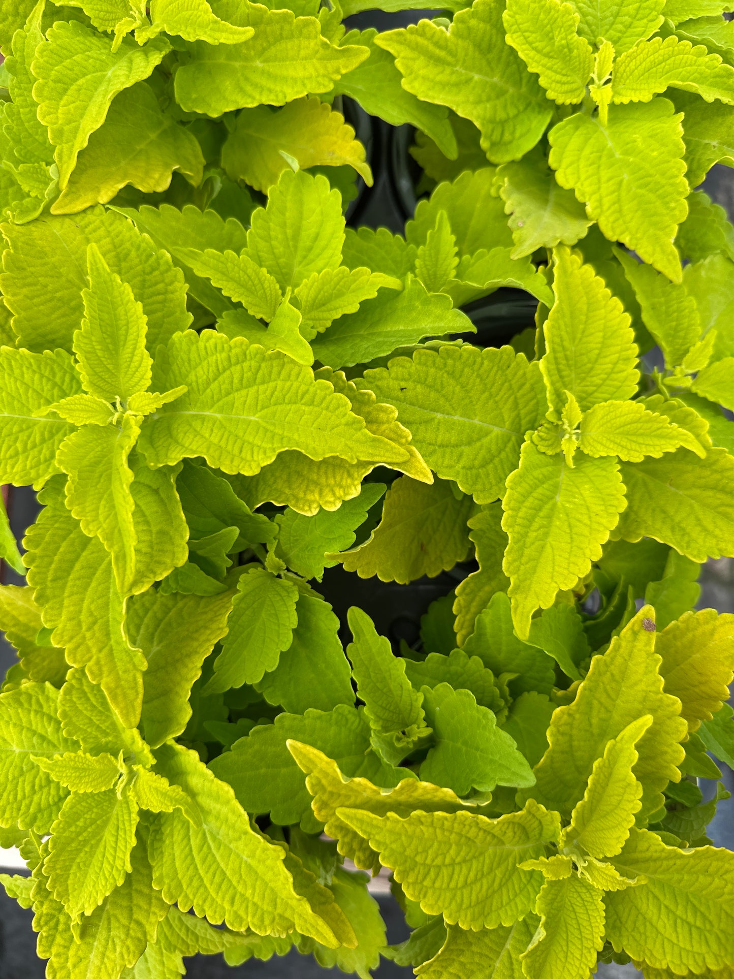 COLEUS COLORBLAZE LIME TIME - QUART POT