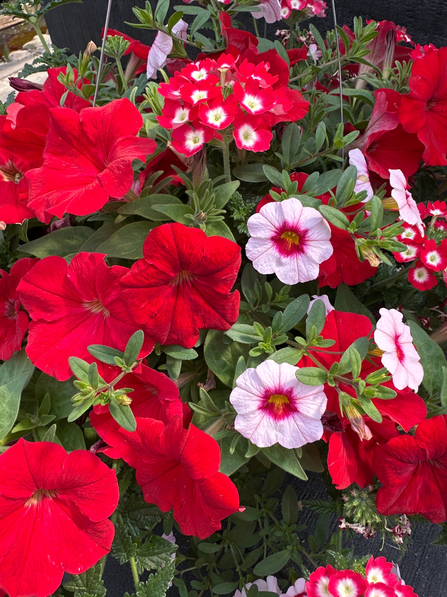 COMBO GEISHA GIRL - 10" HANGING BASKET