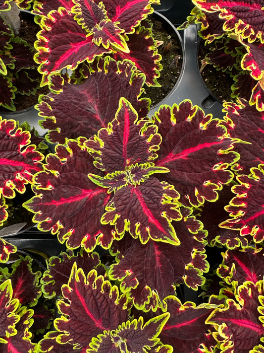 COLEUS TERRASCAPE QUEEN - 4'' POT