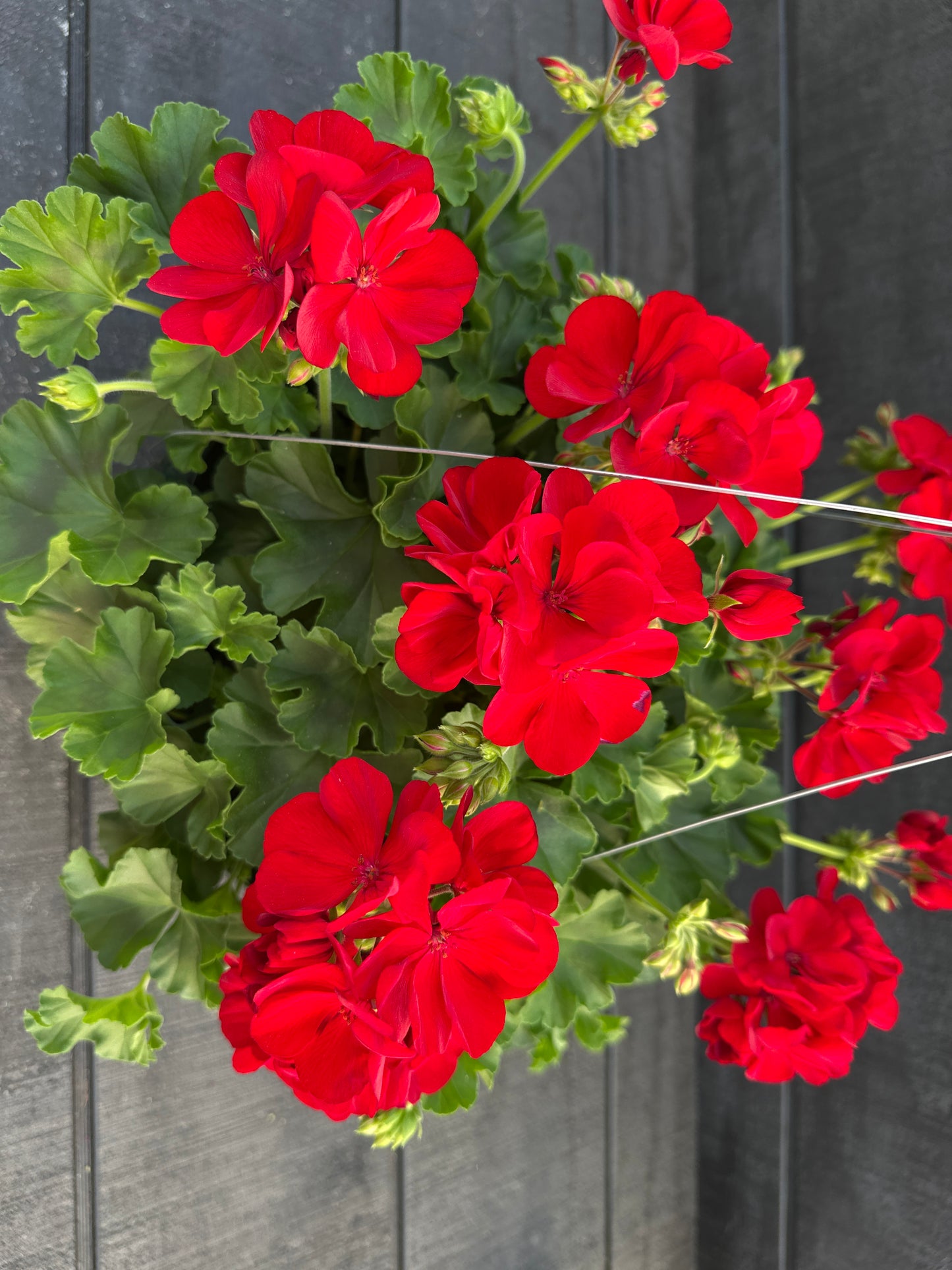 GERANIUM CALLIOPE MEDIUM DARK RED - 10'' HANGING BASKET