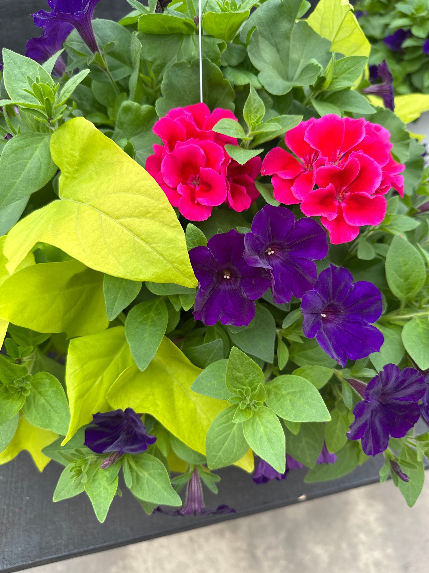 BASKET #24 - 12'' HANGING BASKET