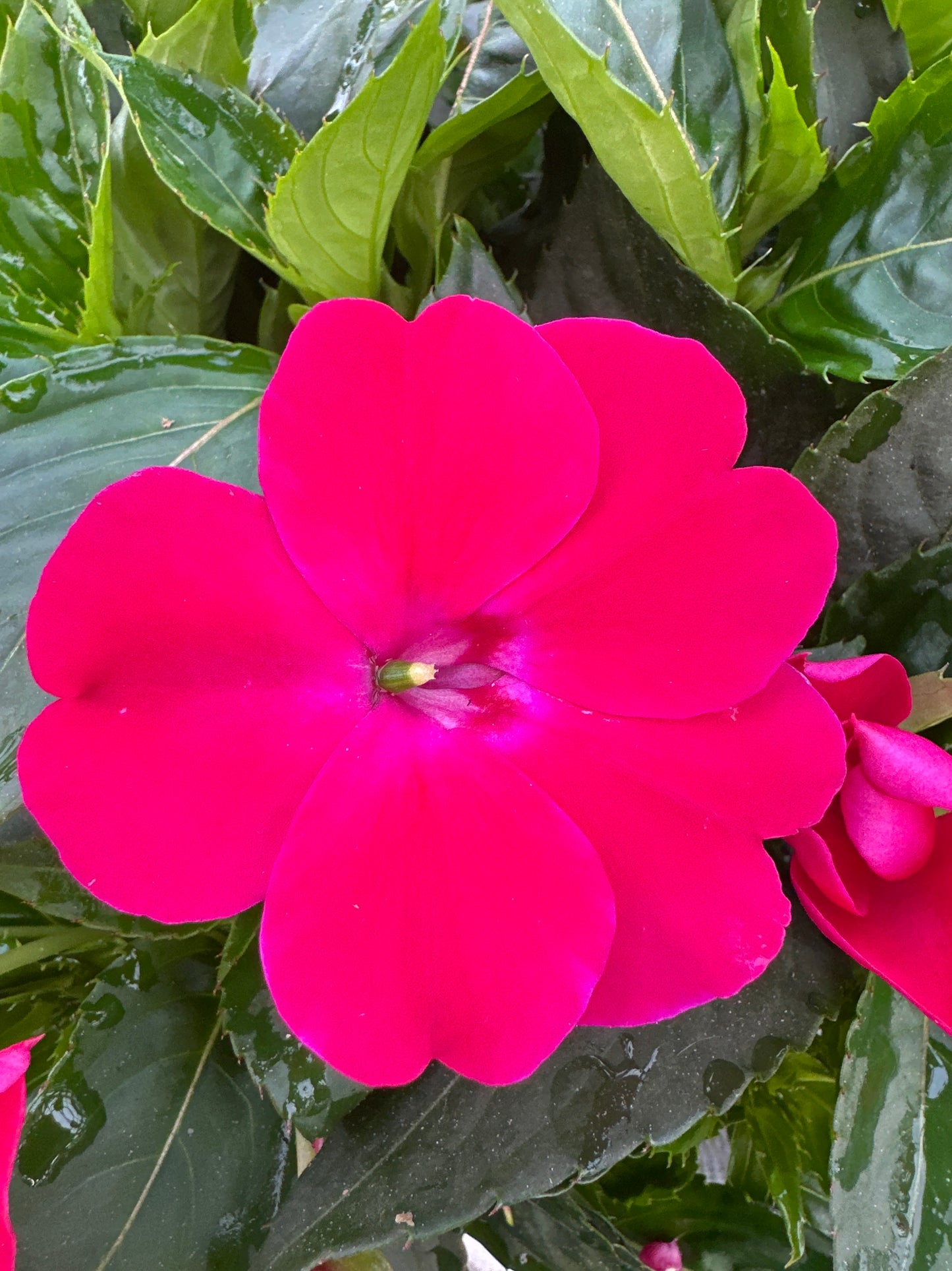 SUNPATIENS COMPACT ROSE GLOW - JUMBO 6 PACK