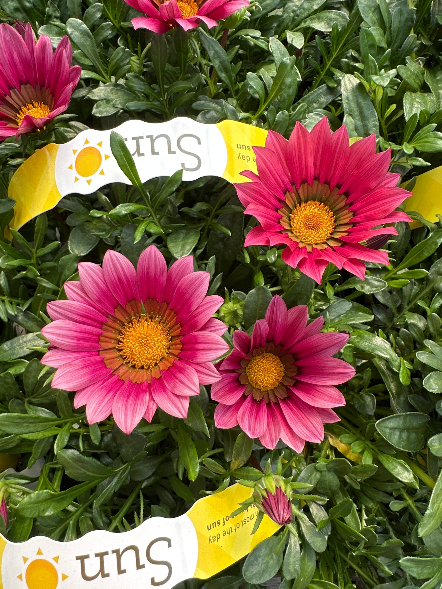 GAZANIA KISS ROSE - JUMBO 6 PACK